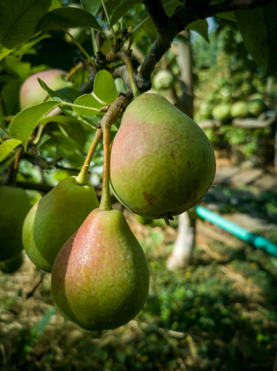 Holiday Feasts & Health: Top December Seasonal Produce Picks